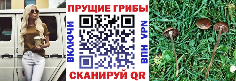 Псилоцибиновые грибы GOLDEN TEACHER  ссылка на мегу вход  Ипатово 